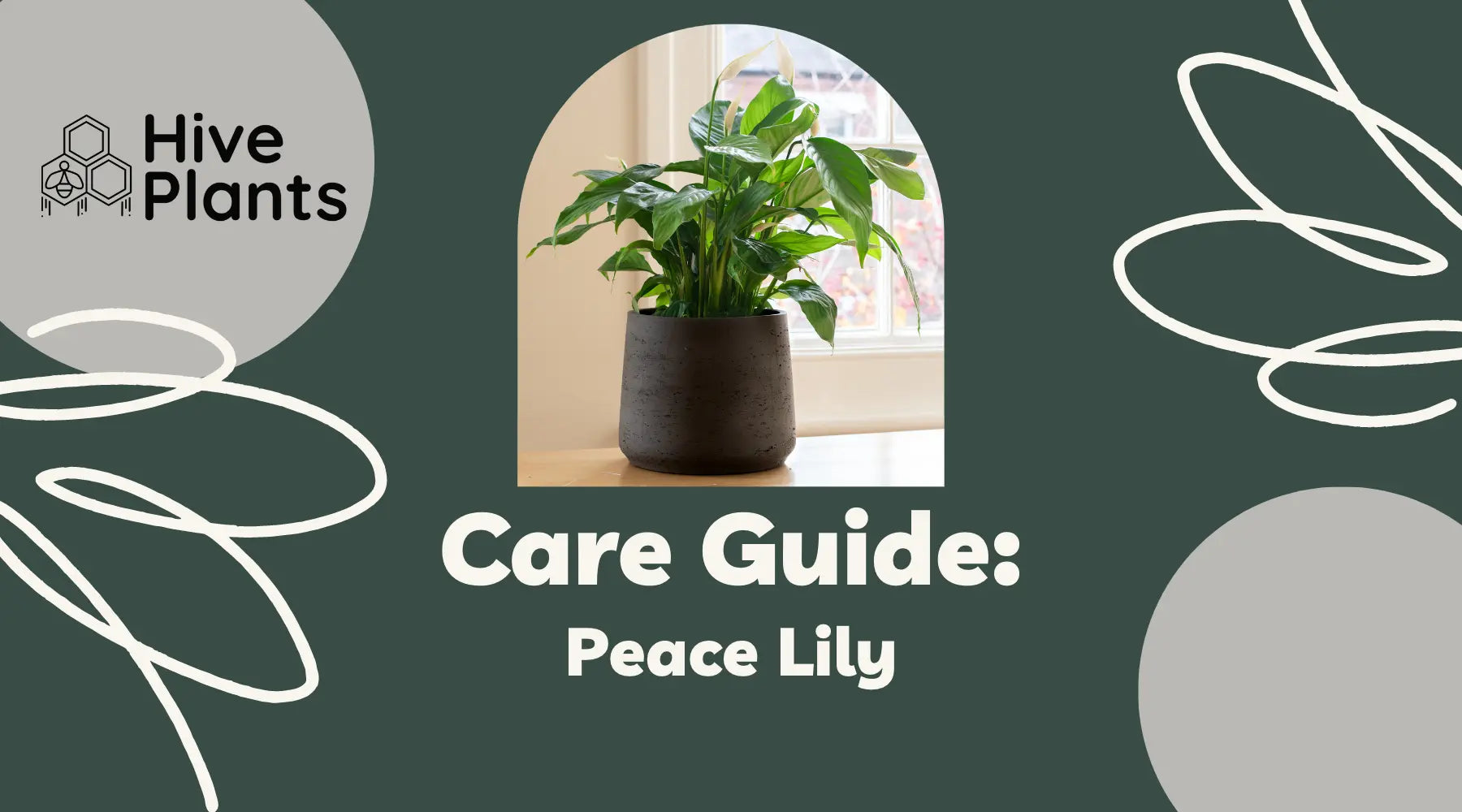 Peace Lily Care Guide - The White Oak Collection - Hive Plants