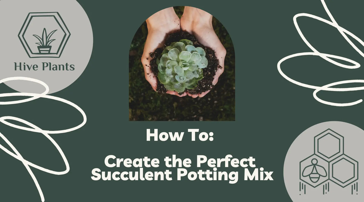 Blog Graphic - Hands holding succulent with the words How To Create The Perfect Succulent Potting Mix