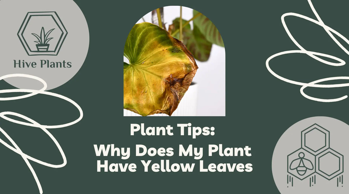 Why-Does-My-Plant-Have-Yellow-Leaves The White Oak Collection - Hive Plants