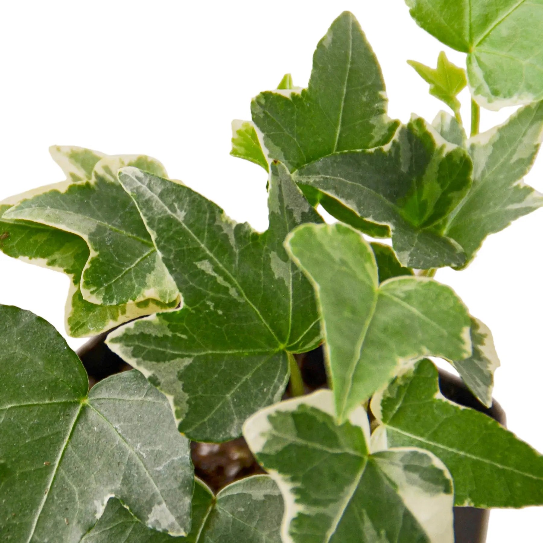 Ivy The White Oak Collection - Hive Plants