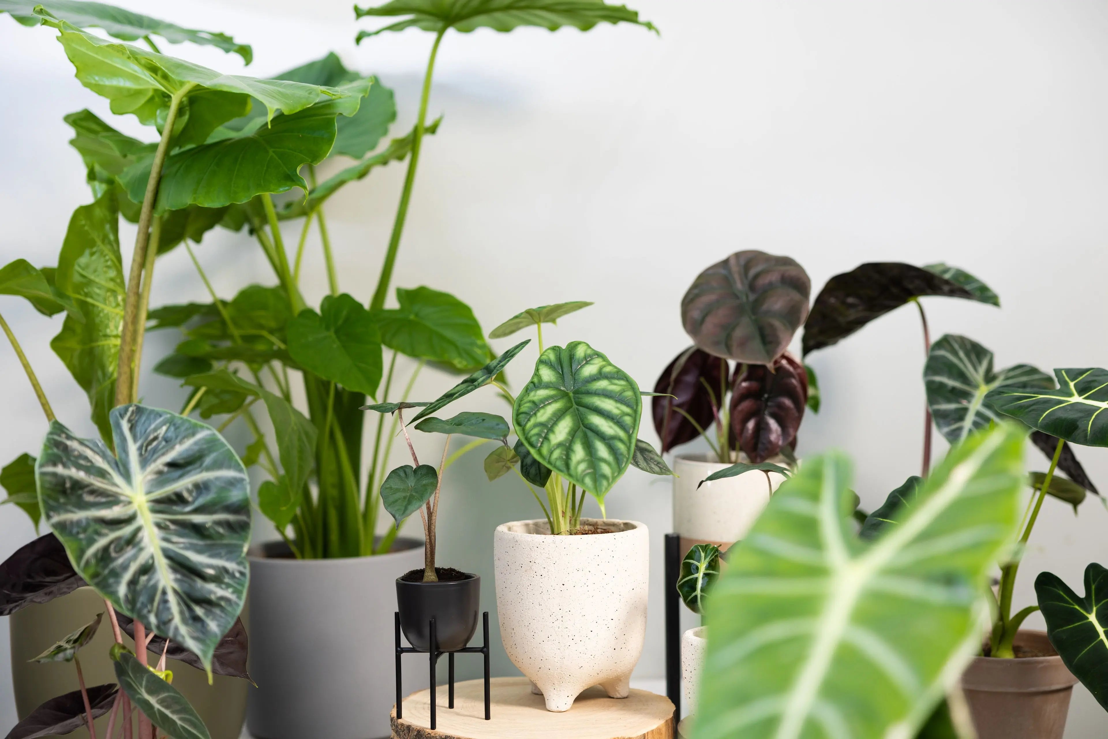 Alocasias - The White Oak Collection - Hive Plants