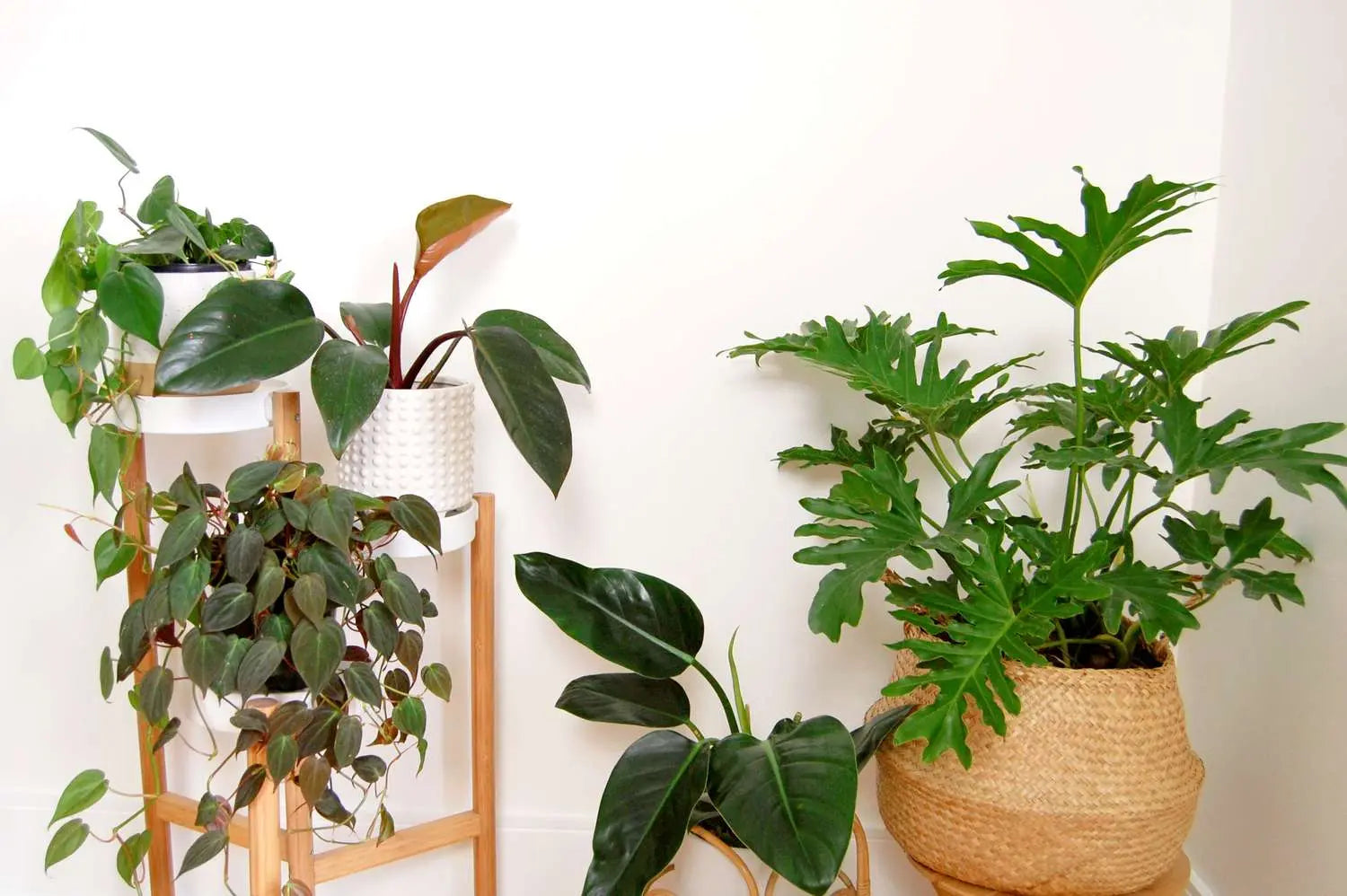 Philodendron The White Oak Collection - Hive Plants