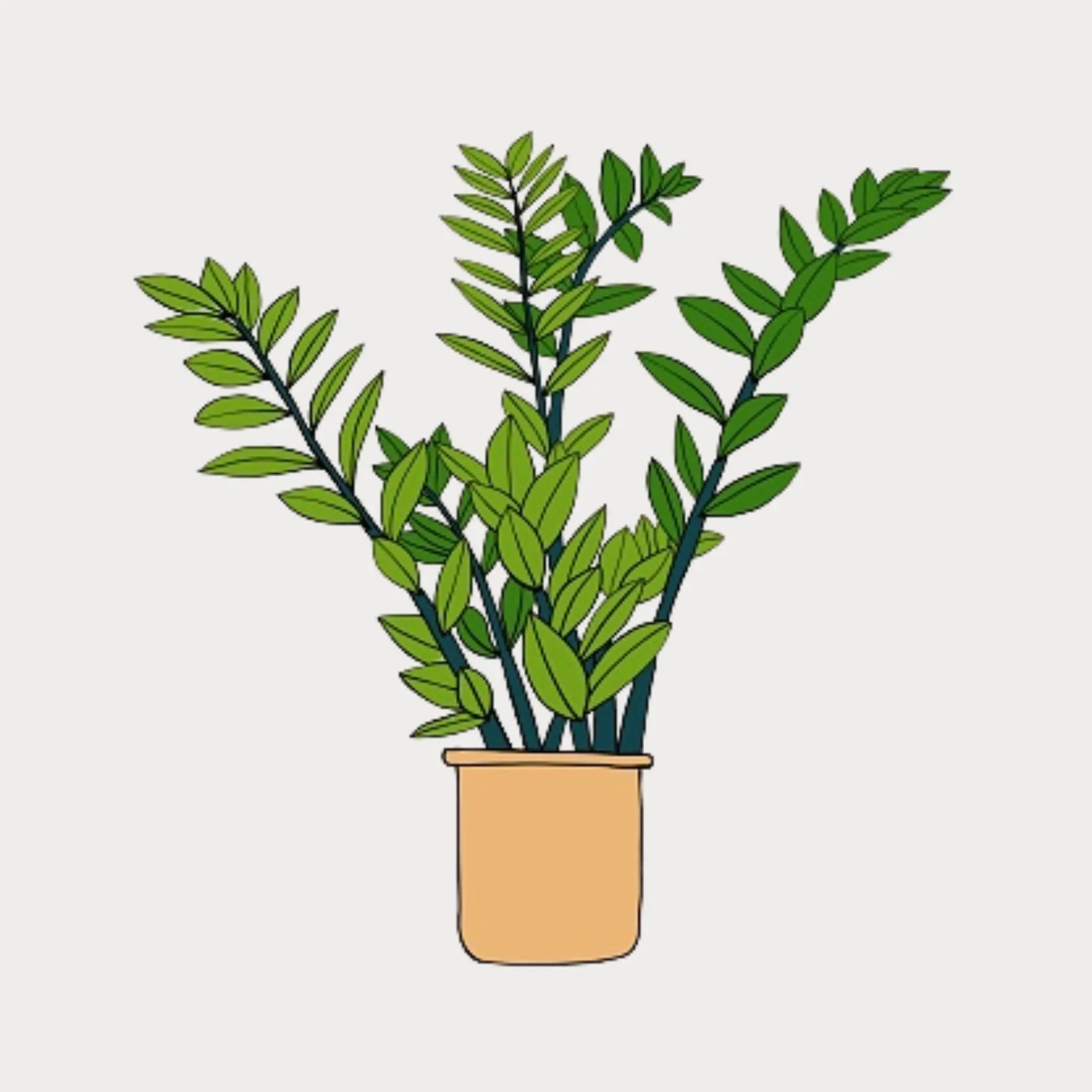 Easy Care Plants The White Oak Collection - Hive Plants