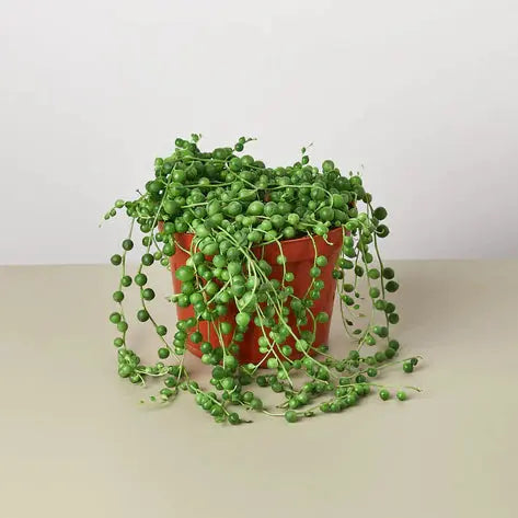 Succulent &