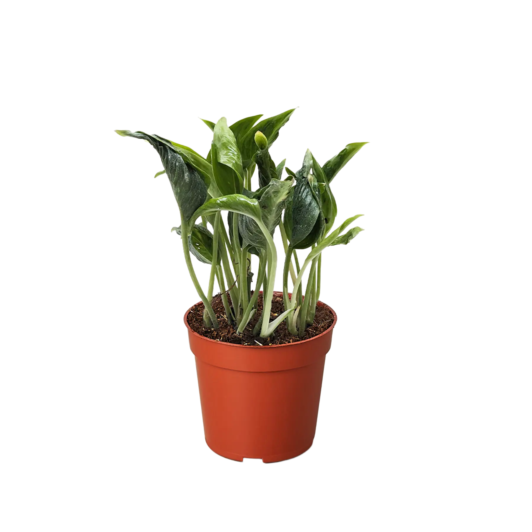 Pothos &