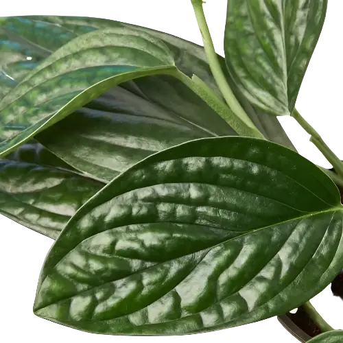 Monstera &