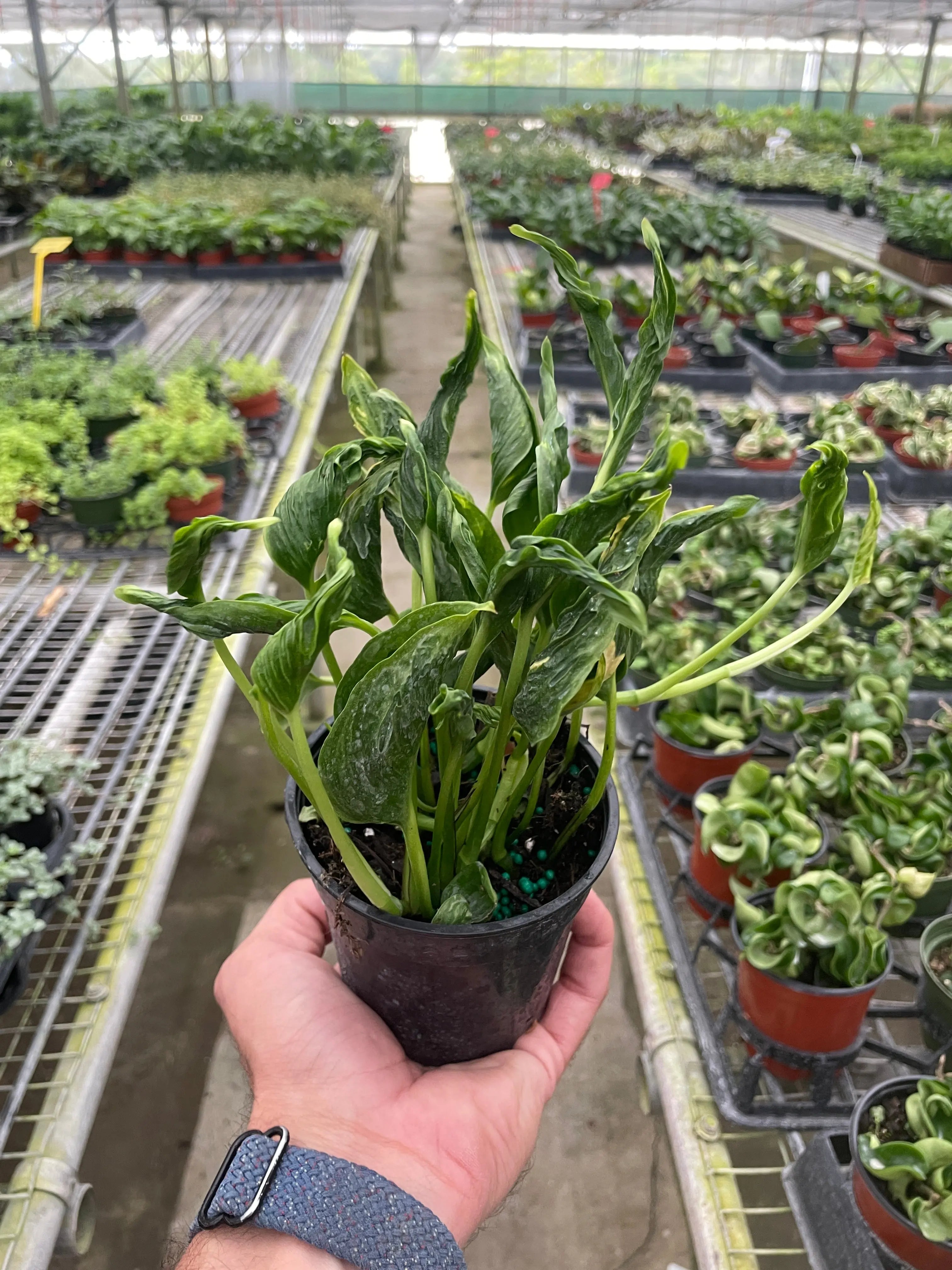 Pothos &