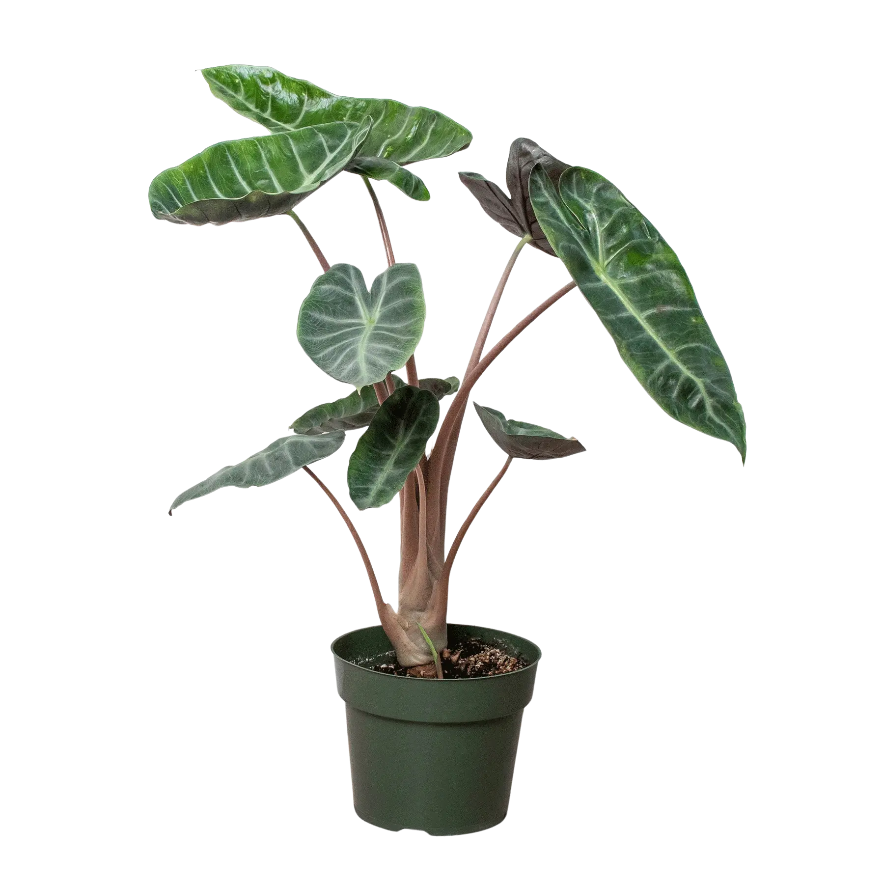 Alocasia Pink Dragon - The White Oak Collection - Hive Plants