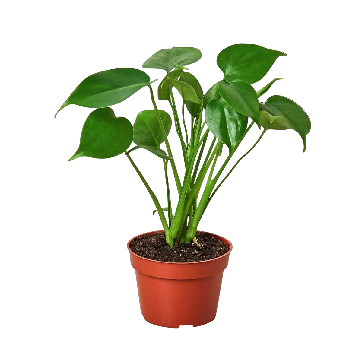 Monstera Bundle Hive Plants