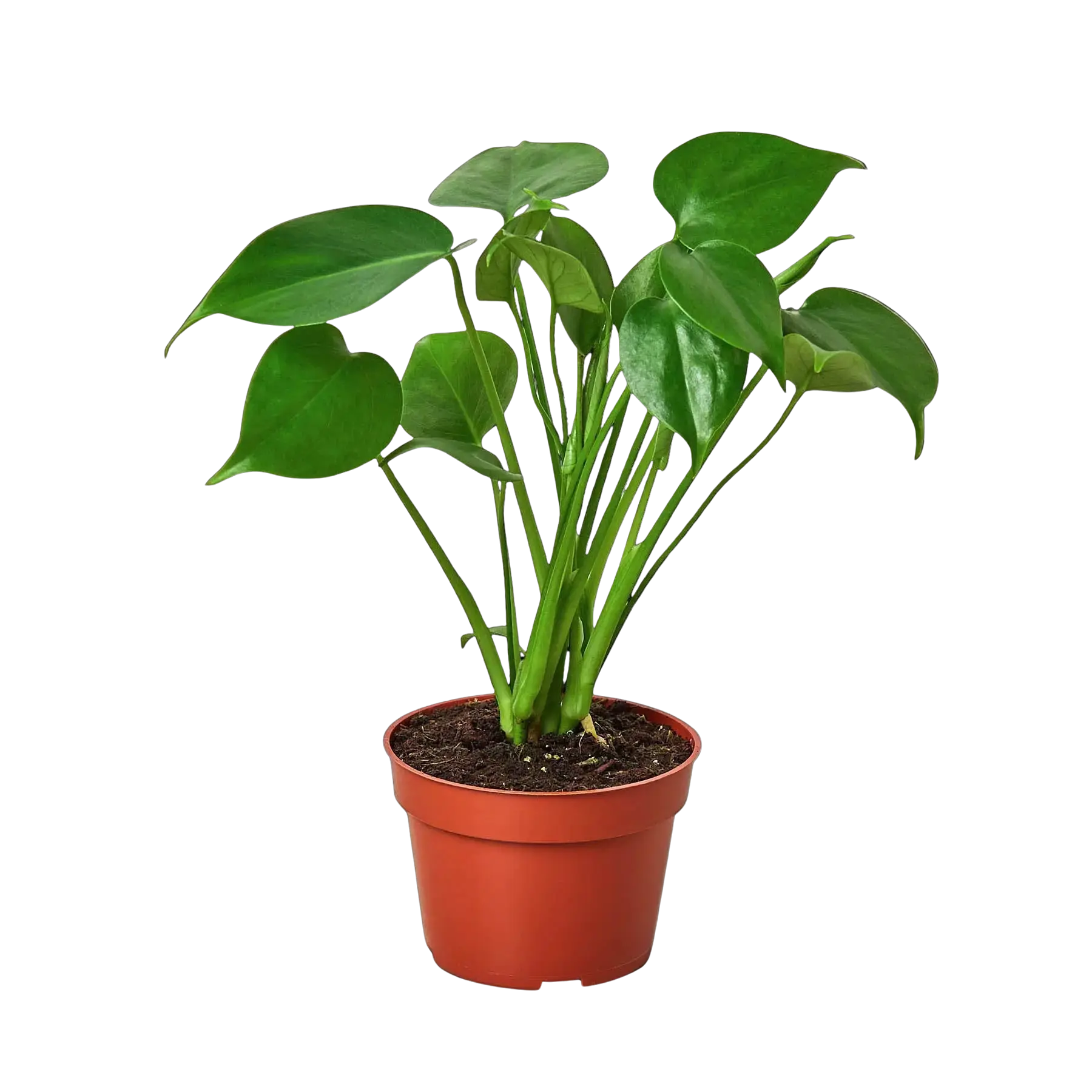 Monstera Bundle Hive Plants
