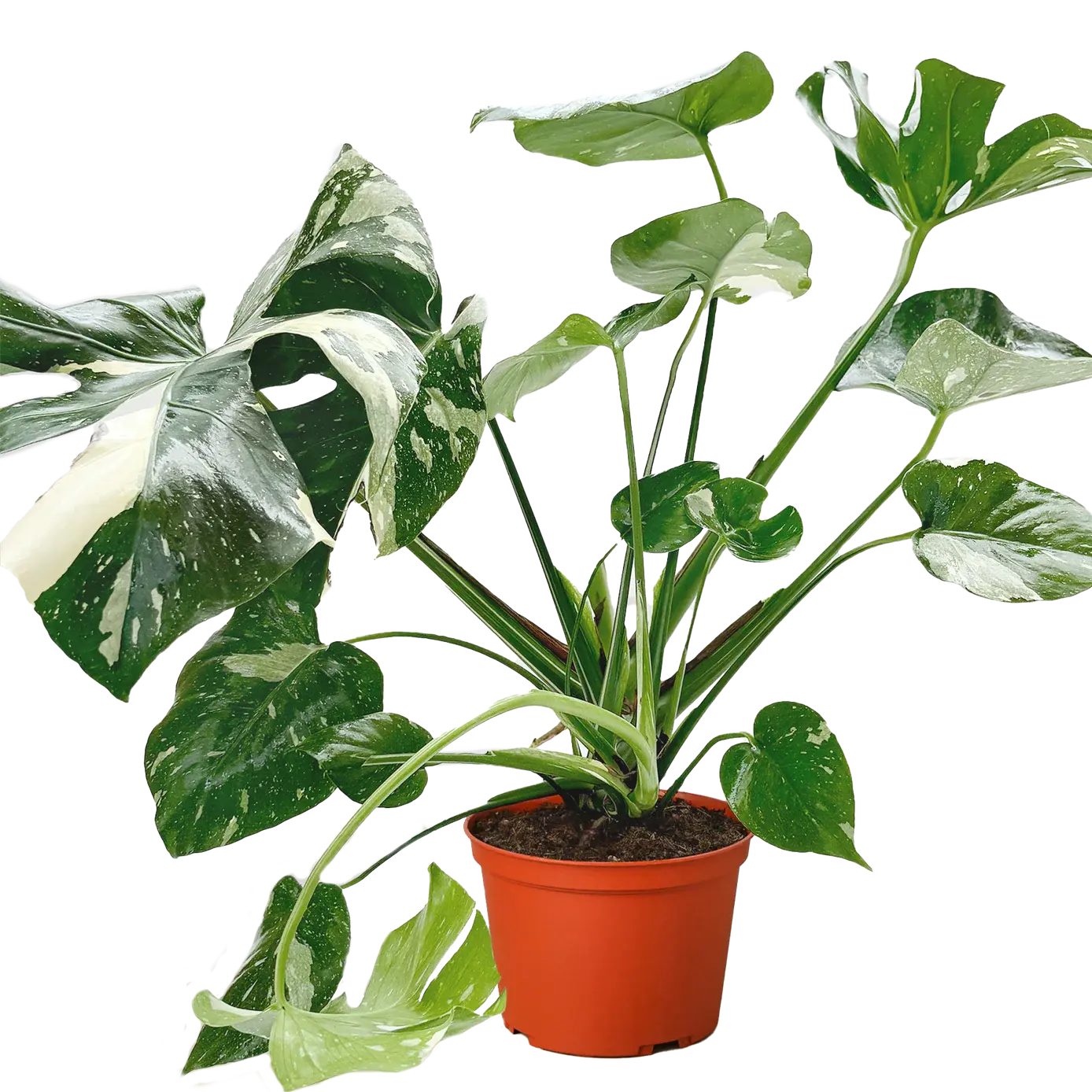 Monstera &