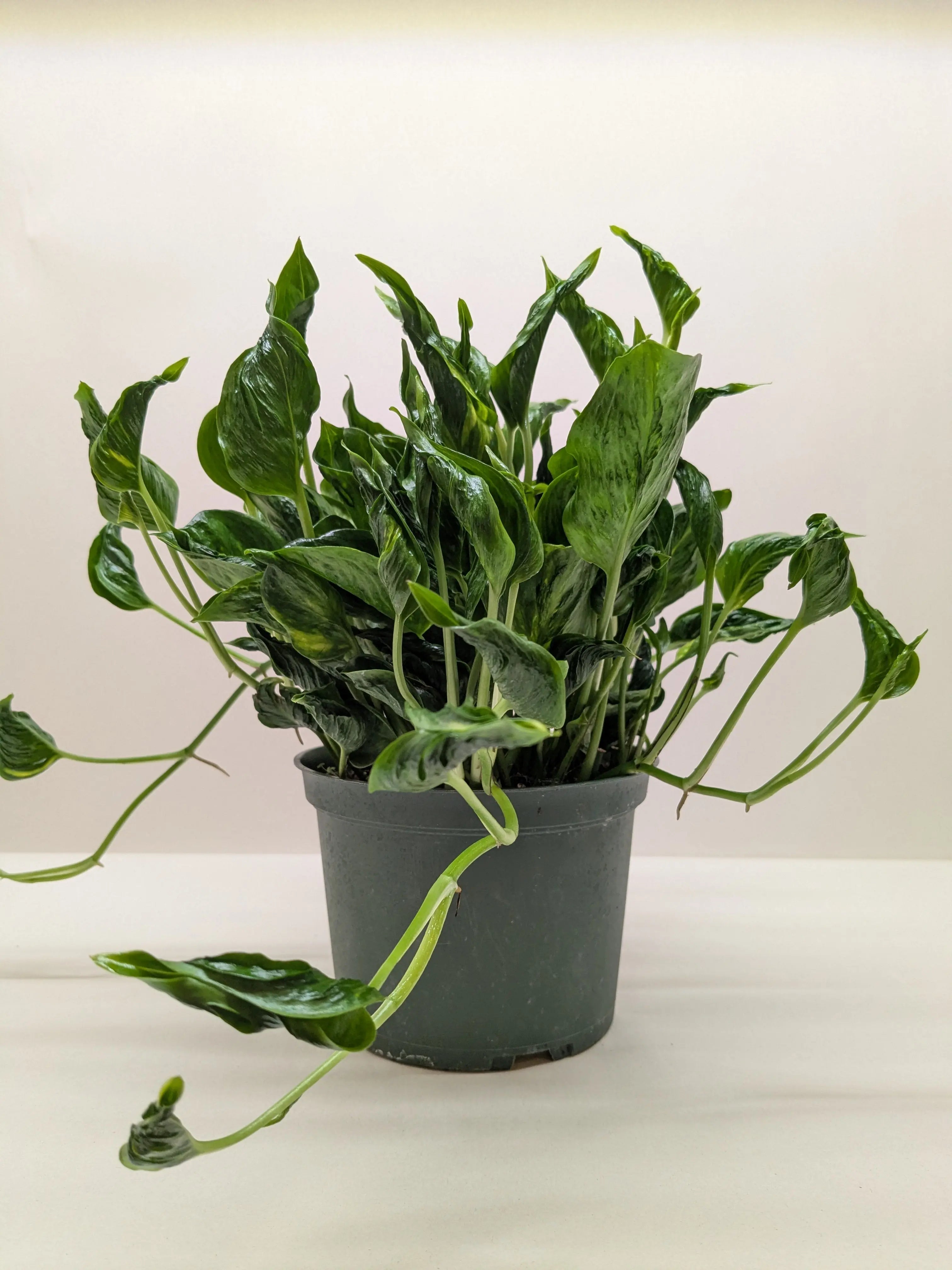 Pothos &