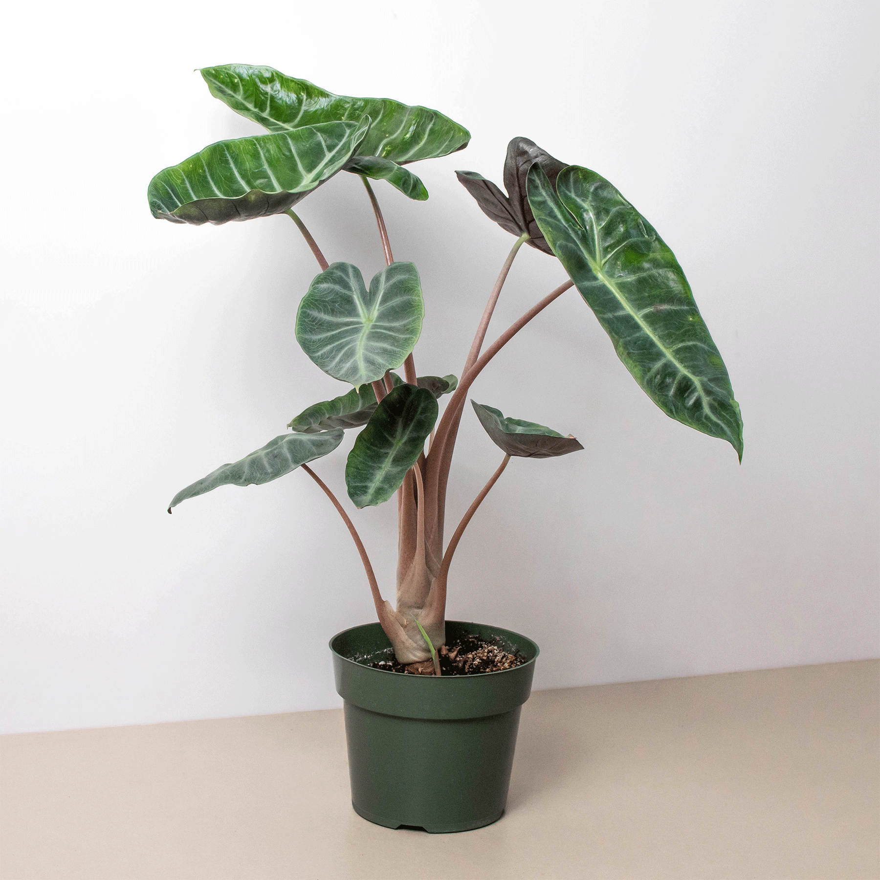 Alocasia Pink Dragon - The White Oak Collection - Hive Plants