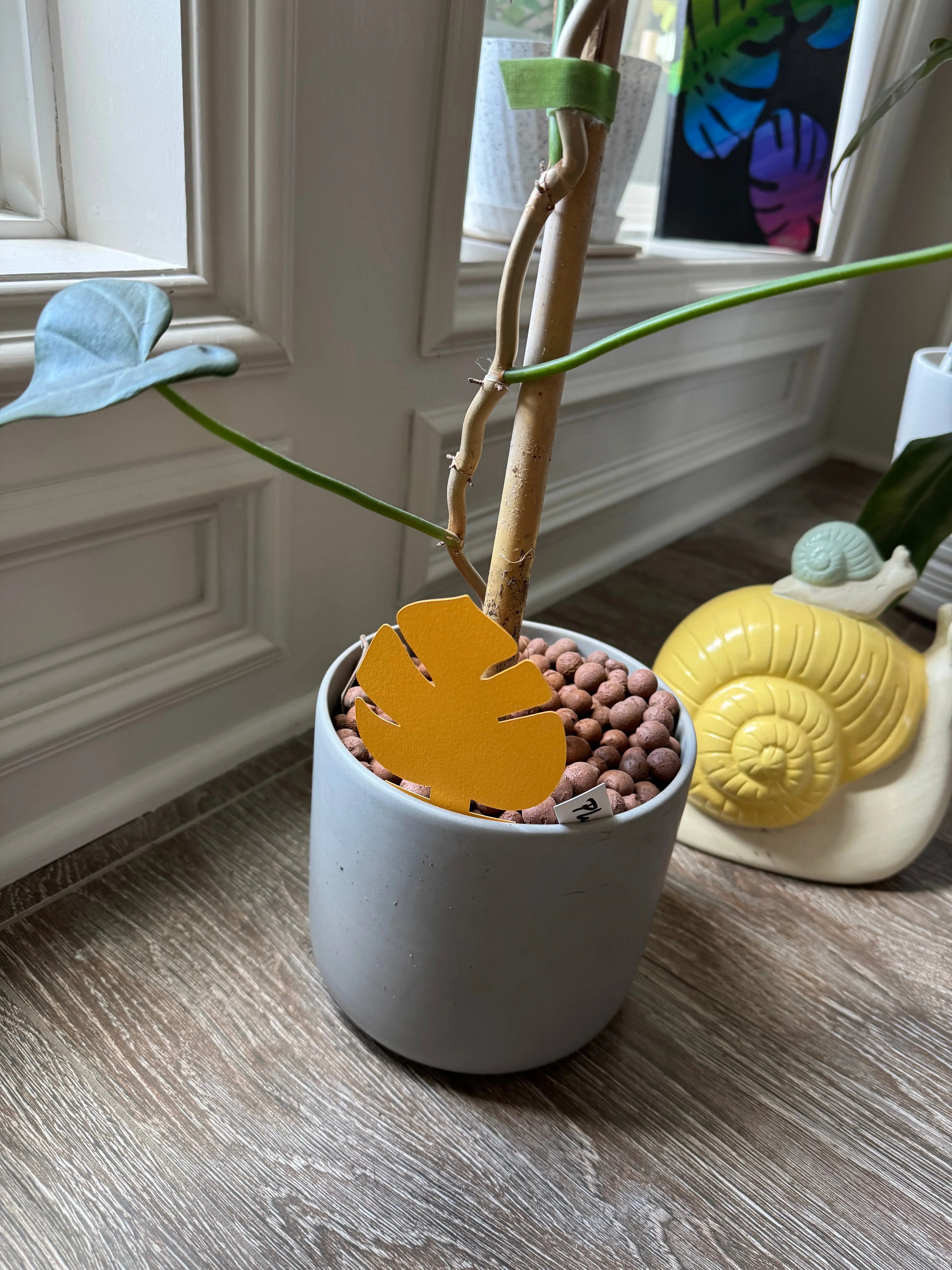 Sticky Traps Hive Plants