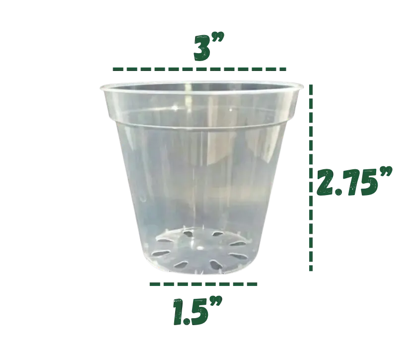 Clear Plastic Pots Hive Plants