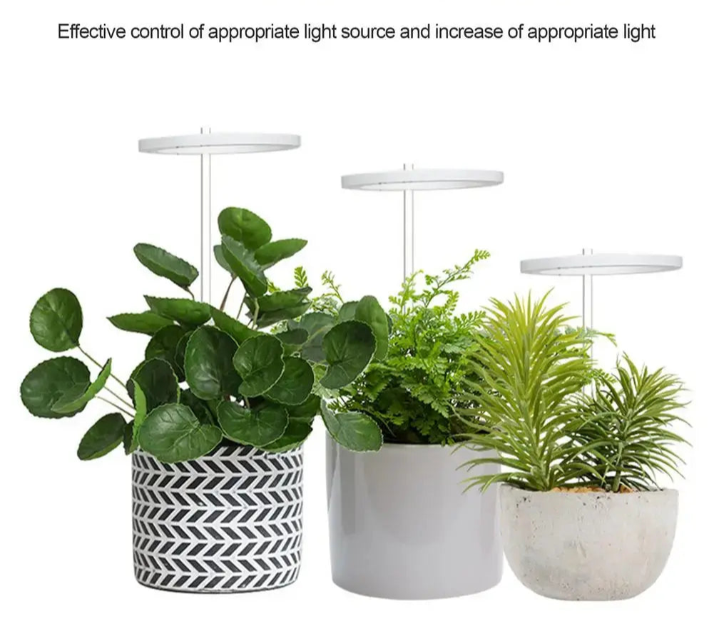Ring Grow Light White Oak Home Goods