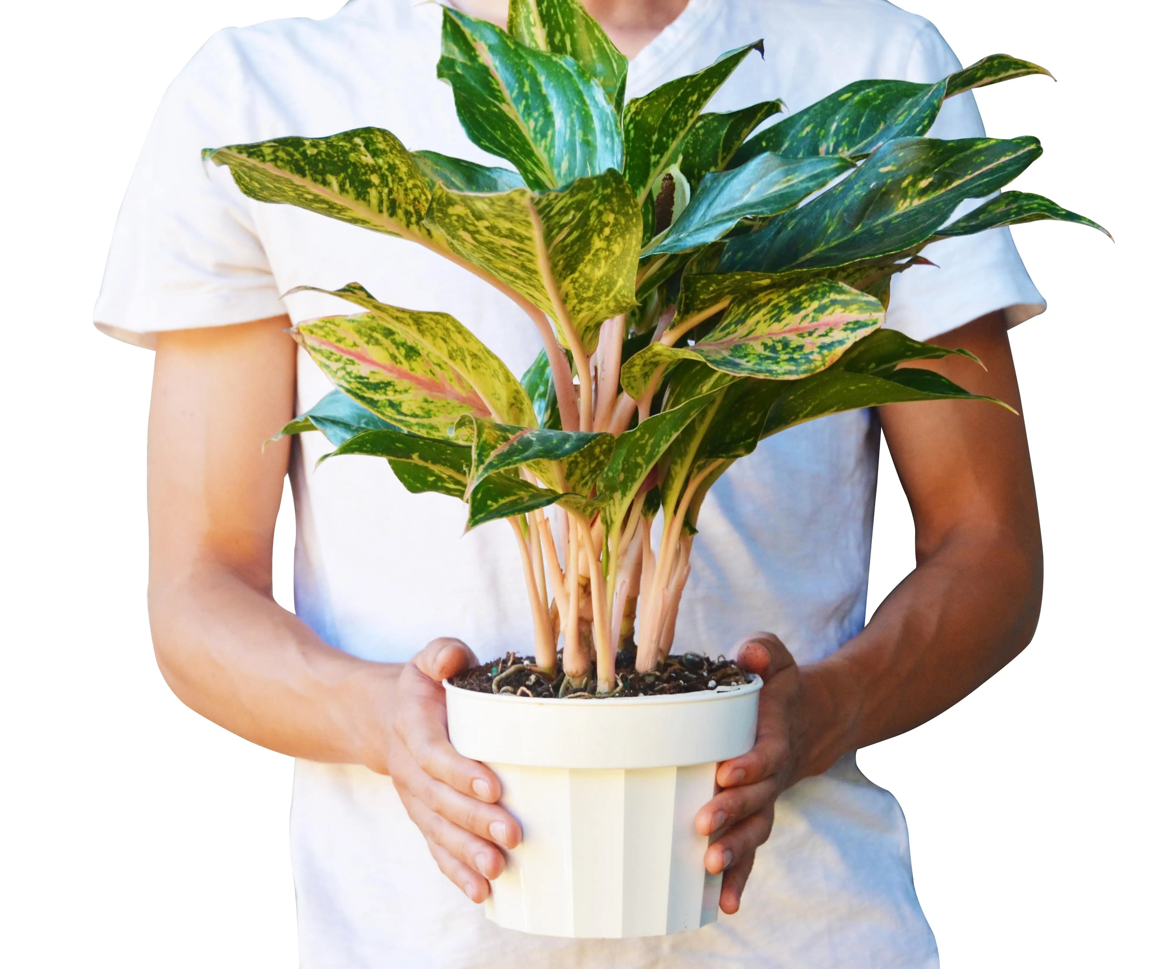 Chinese Evergreen &