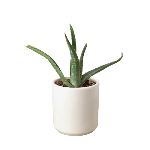 Aloe Vera - Hive Plants -