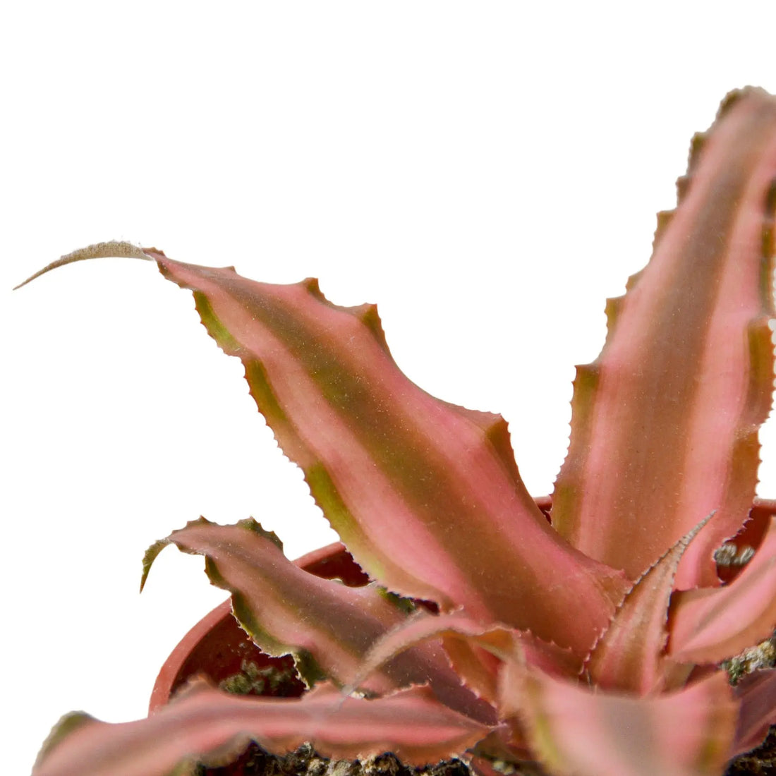Cryptanthus &