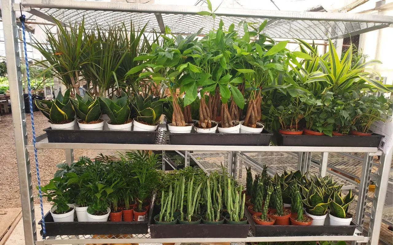 Mystery Plant Subscription Box - Hive Plants -