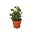 English Ivy &