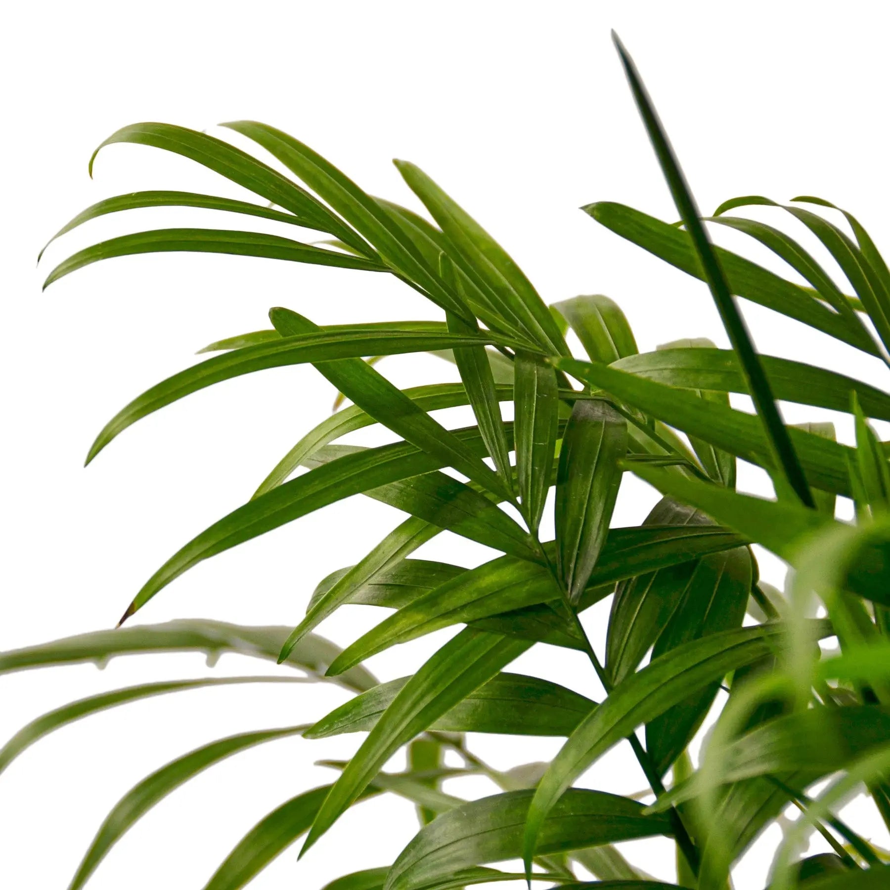 outdoor parlor palm Parlor Palm - Hive Plants – The White Oak Collection