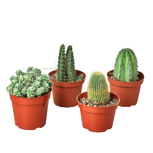 Cacti Variety Pack - Hive Plants - Succulent