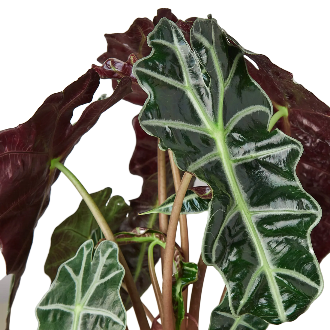 Alocasia African Mask - Hive Plants - Indoor & Outdoor Plants