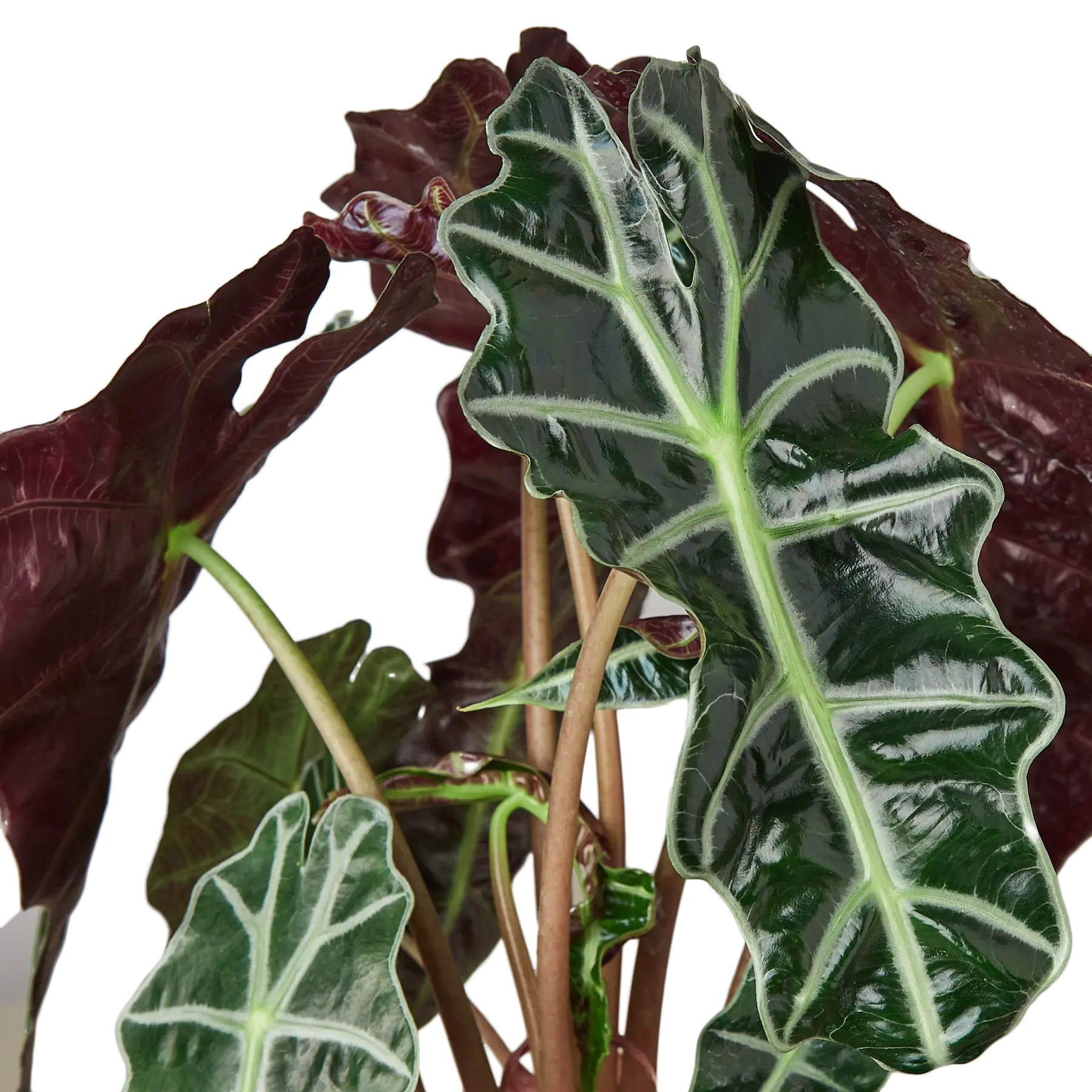 Alocasia African Mask - Hive Plants - Indoor & Outdoor Plants