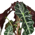 Alocasia African Mask - Hive Plants - Indoor & Outdoor Plants