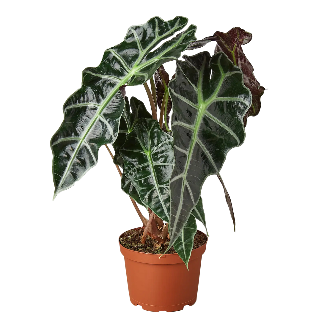 Alocasia African Mask - Hive Plants - Indoor & Outdoor Plants