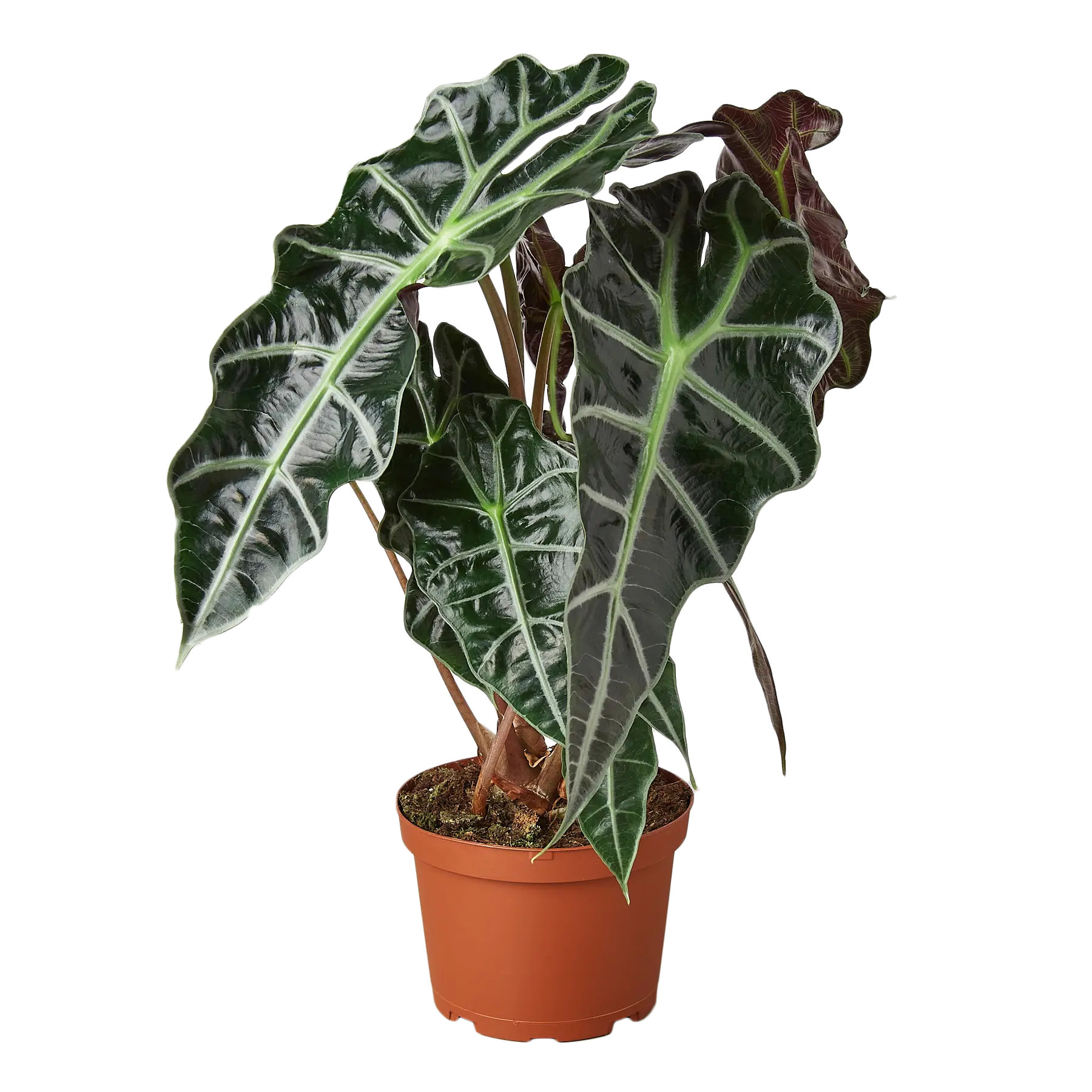 Alocasia African Mask - Hive Plants - Indoor & Outdoor Plants
