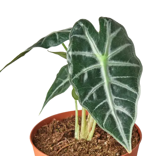 Alocasia Bambino - Hive Plants - Indoor & Outdoor Plants