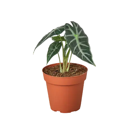 Alocasia Bambino - Hive Plants - Indoor & Outdoor Plants