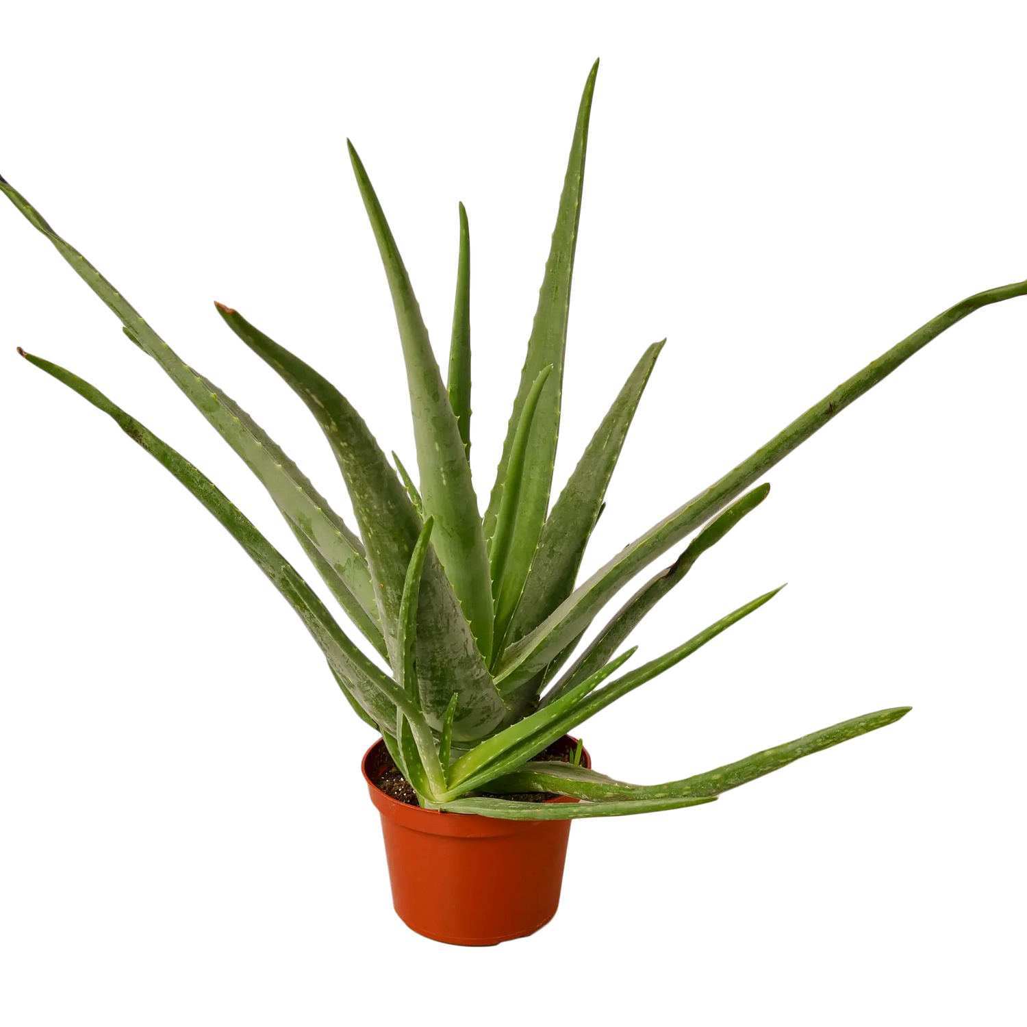 Aloe Vera - Hive Plants -