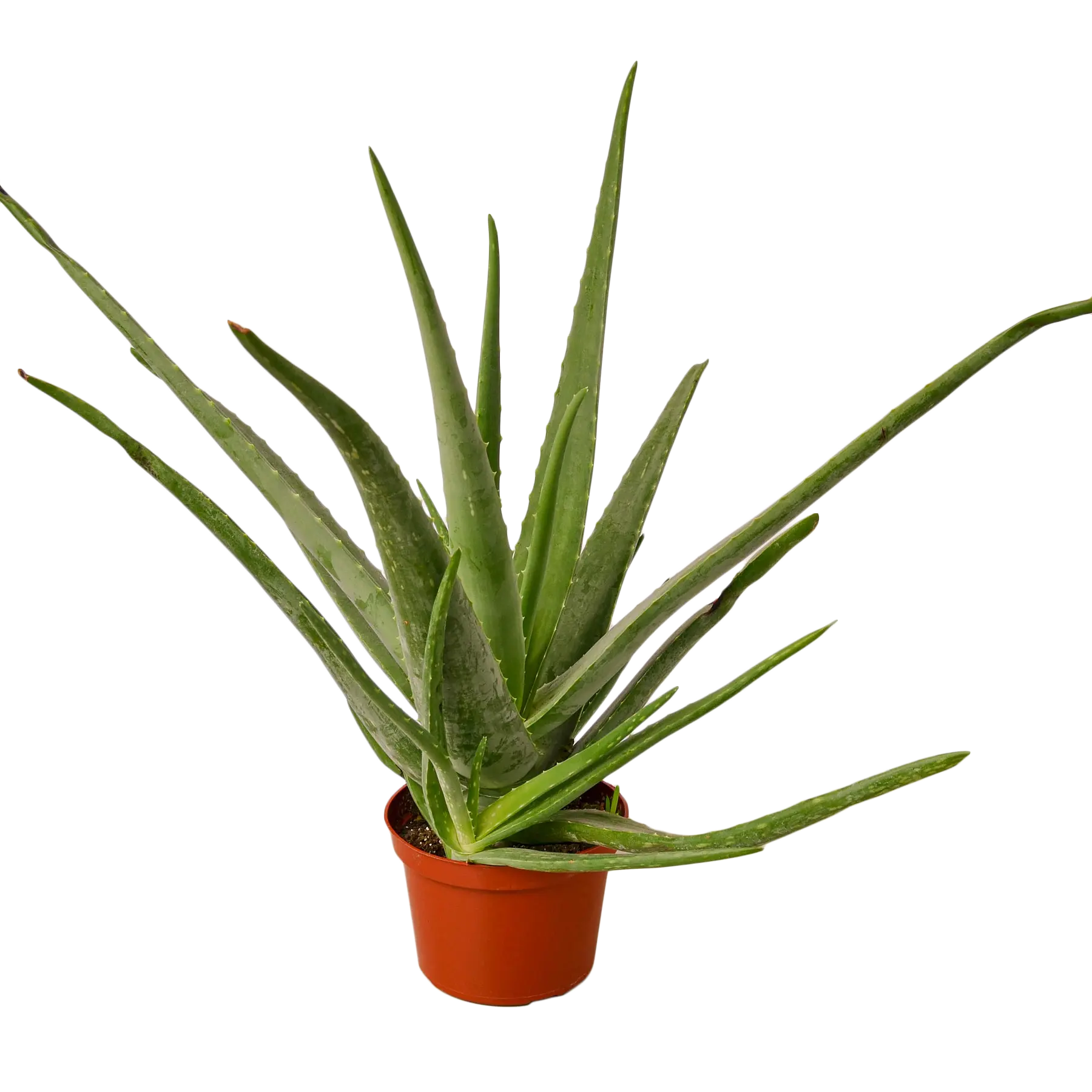 Aloe Vera - Hive Plants -