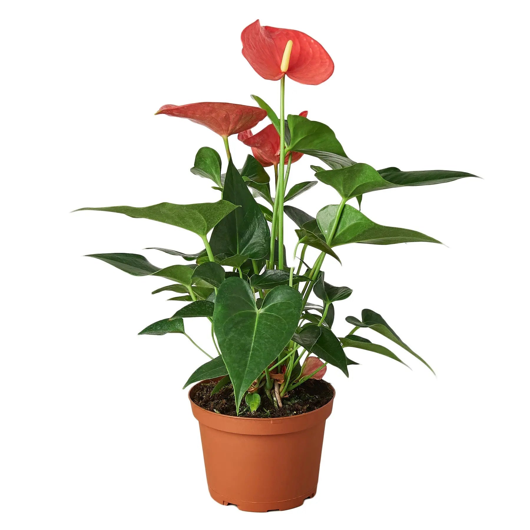 Anthurium Pink - Hive Plants - Indoor & Outdoor Plants