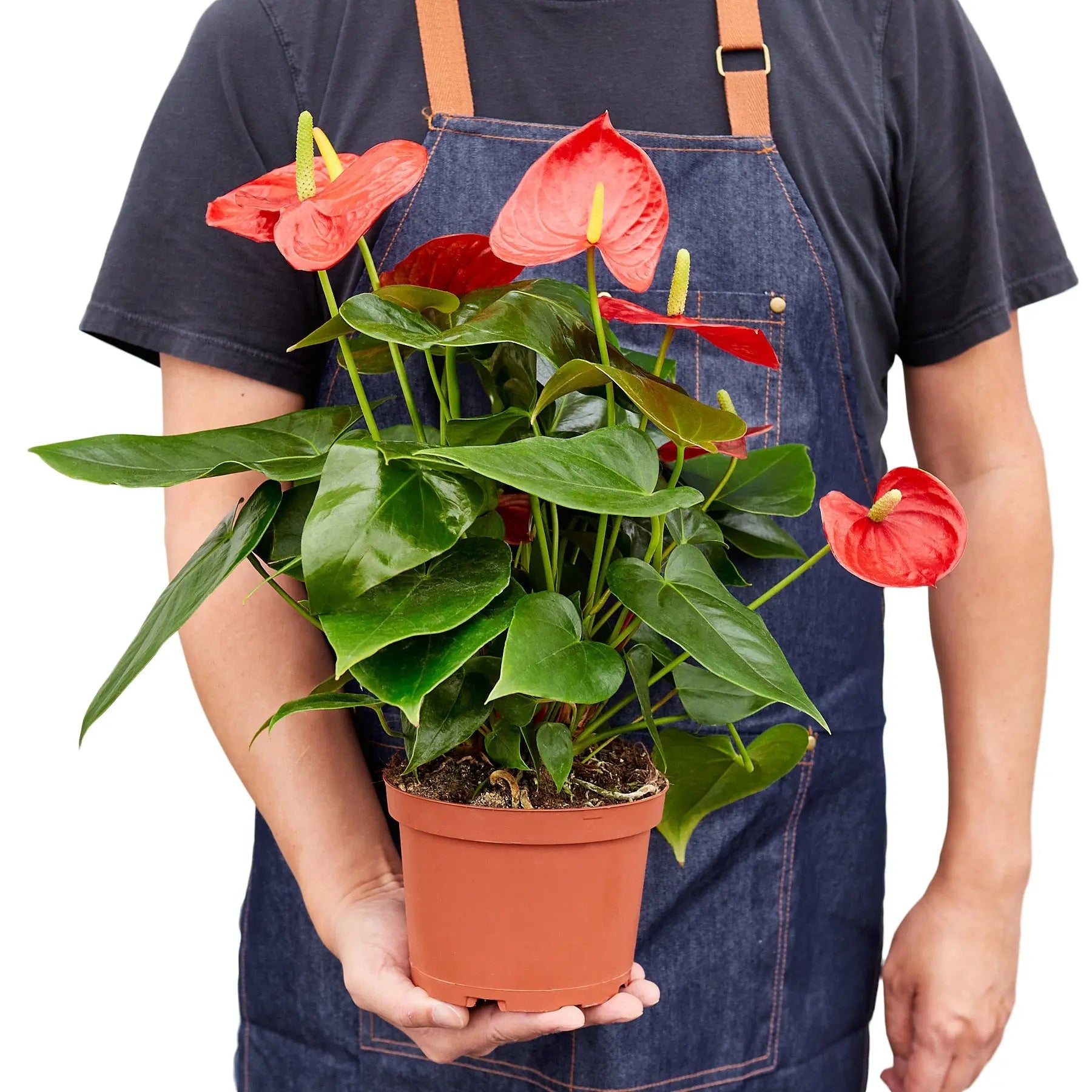 Anthurium Red - Hive Plants - Indoor & Outdoor Plants