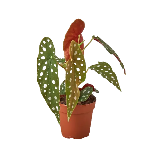 Begonia &
