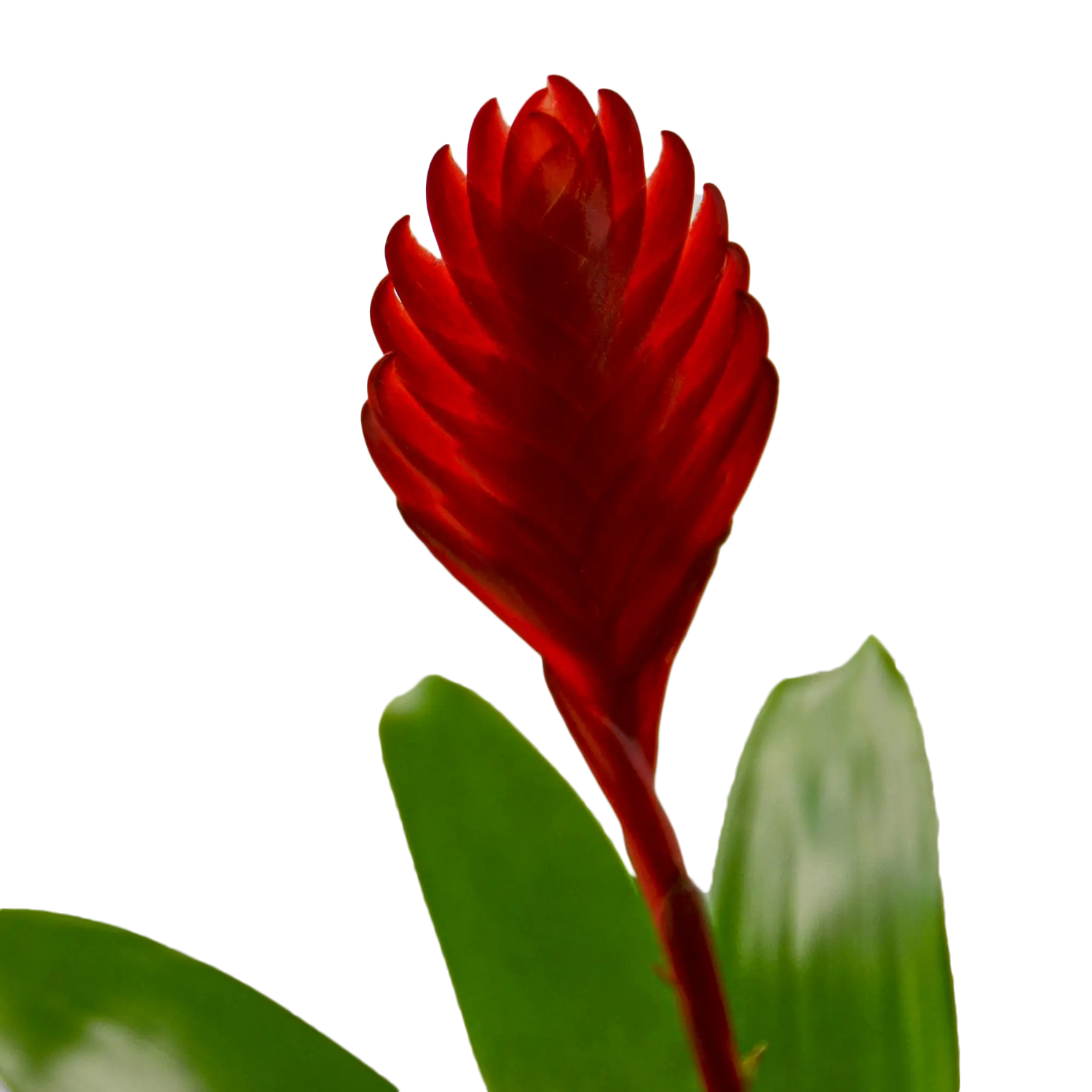 Bromeliad Christiane - Hive Plants - Indoor & Outdoor Plants