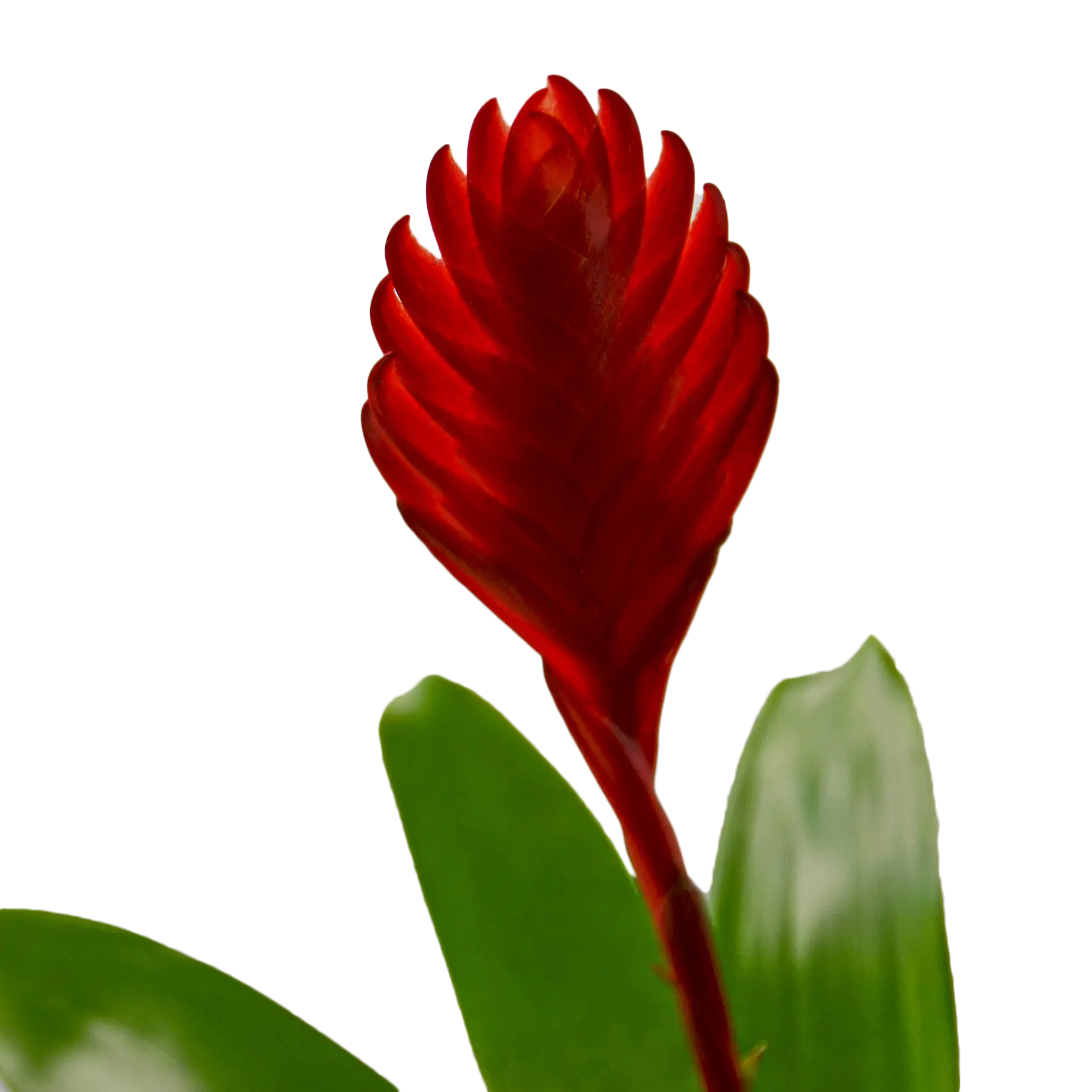 Bromeliad Christiane - Hive Plants - Indoor & Outdoor Plants