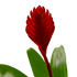 Bromeliad Christiane - Hive Plants - Indoor & Outdoor Plants