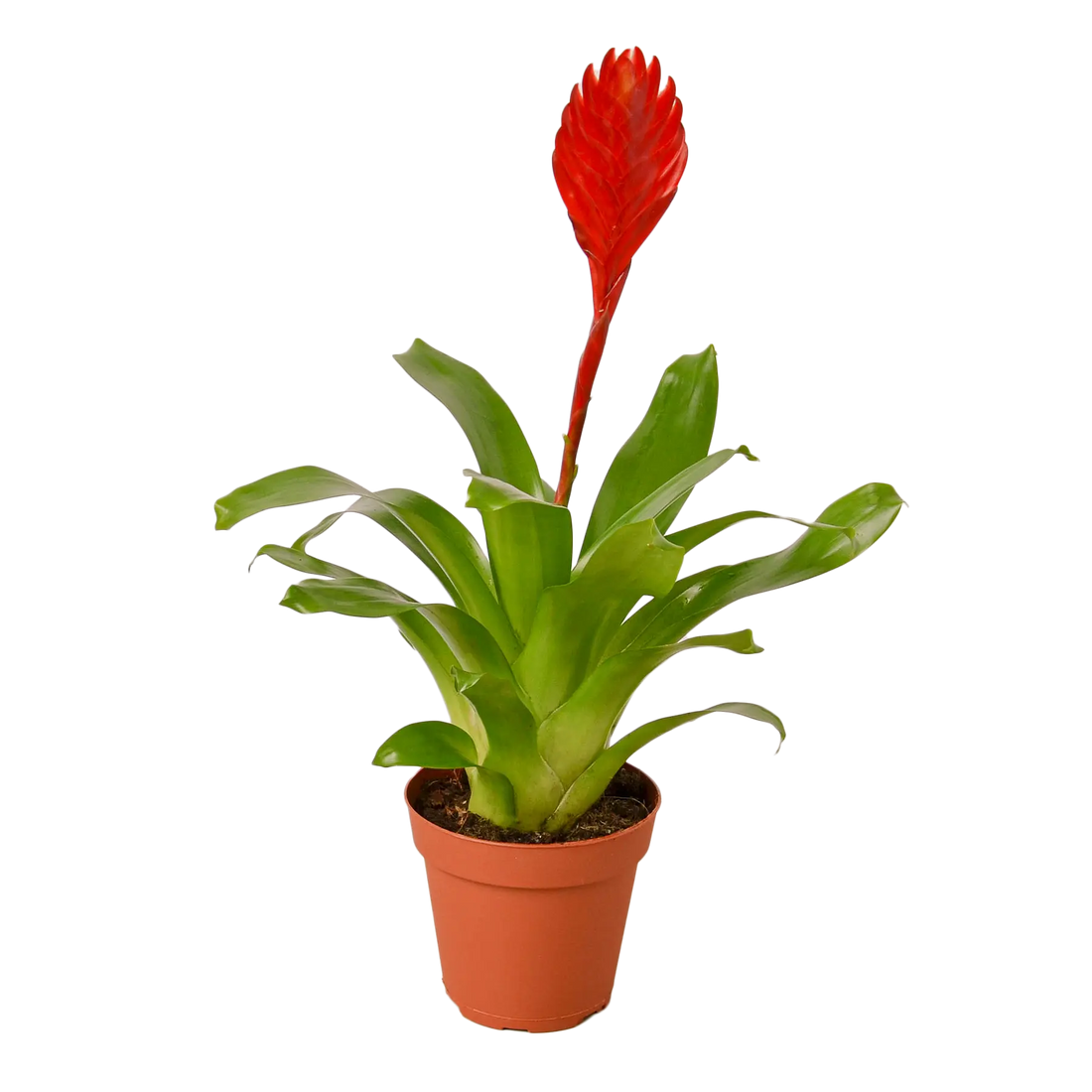 Bromeliad Christiane - Hive Plants - Indoor & Outdoor Plants