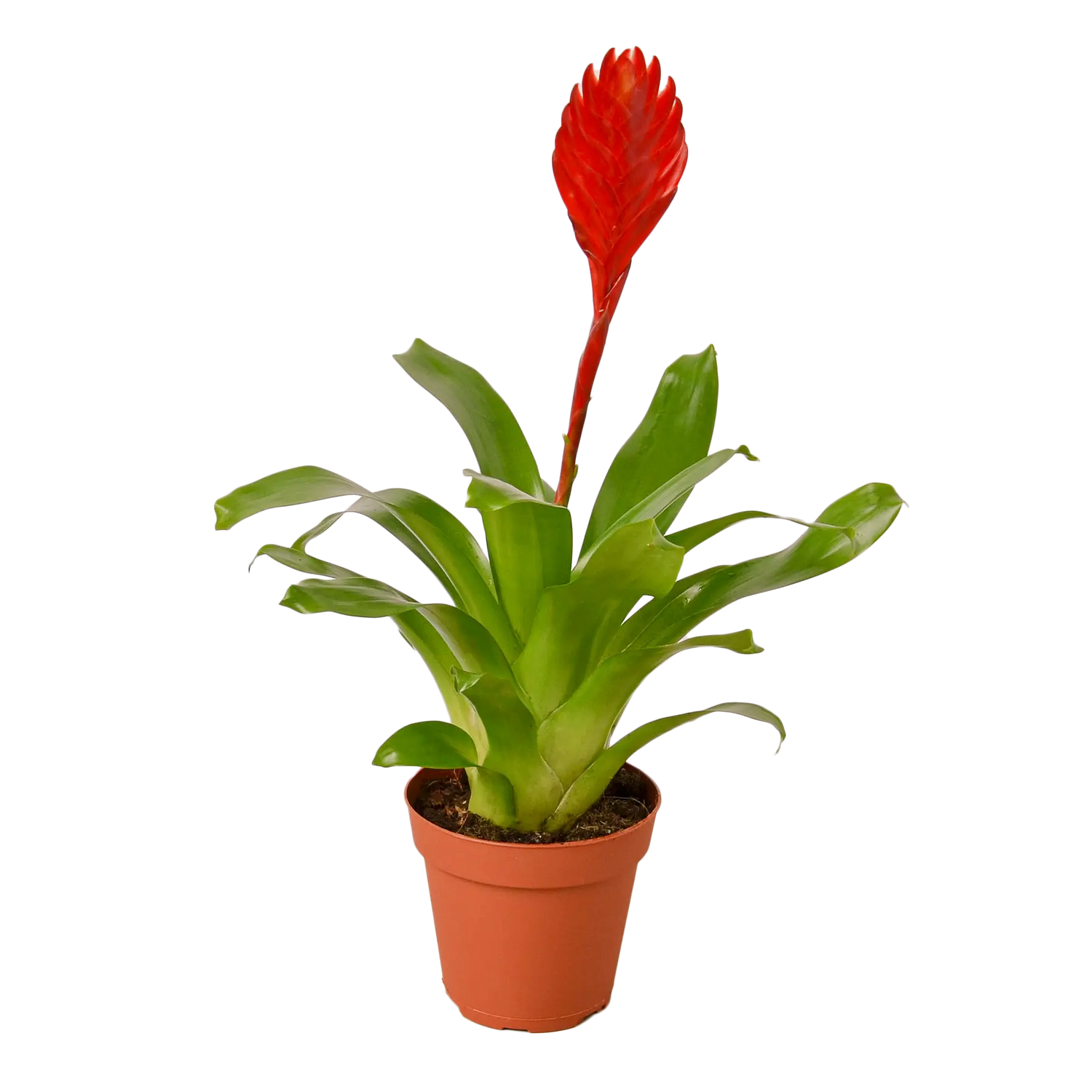 Bromeliad Christiane - Hive Plants - Indoor & Outdoor Plants