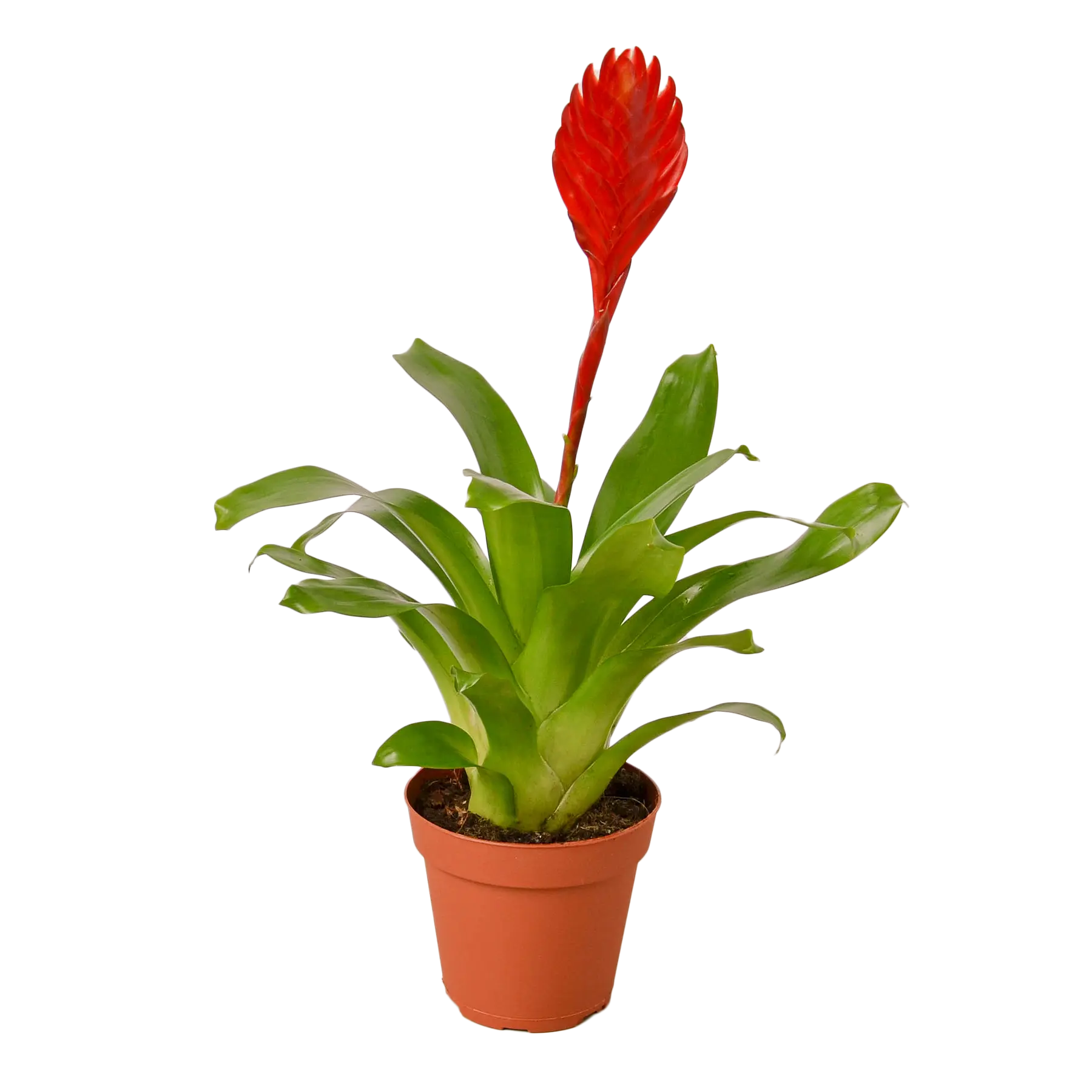 Bromeliad Christiane - Hive Plants - Indoor & Outdoor Plants