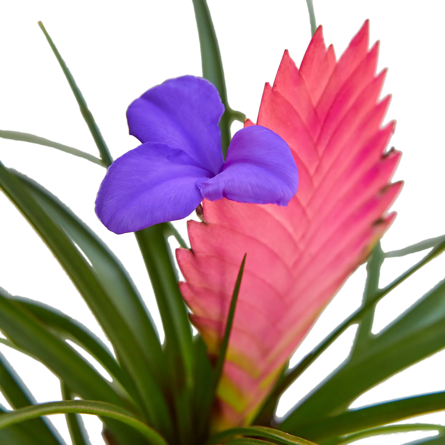 Bromeliad Cyanea Pink Quill - Hive Plants - Indoor & Outdoor Plants