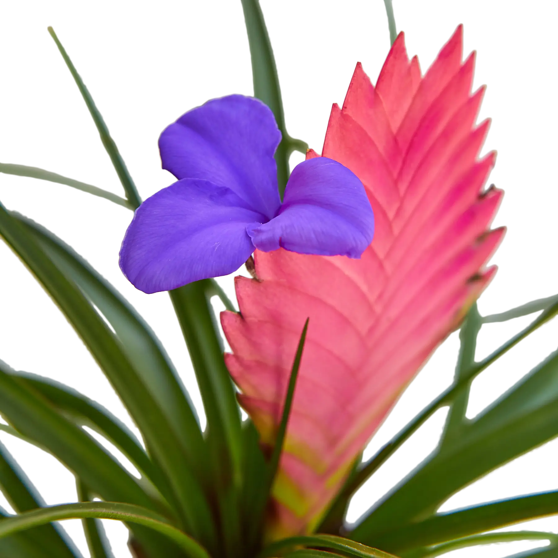 Bromeliad Cyanea Pink Quill - Hive Plants - Indoor & Outdoor Plants