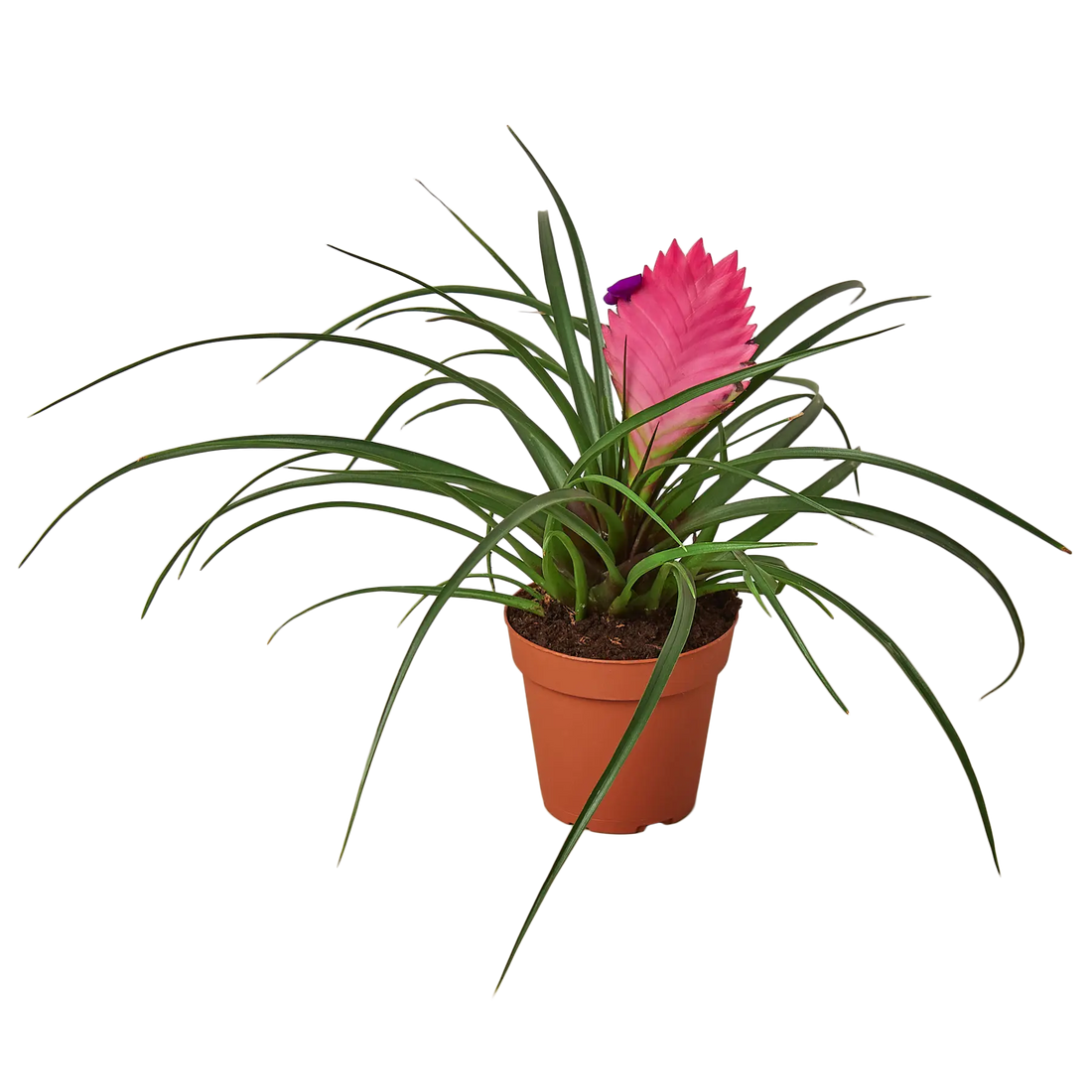 Bromeliad Cyanea Pink Quill - Hive Plants - Indoor & Outdoor Plants