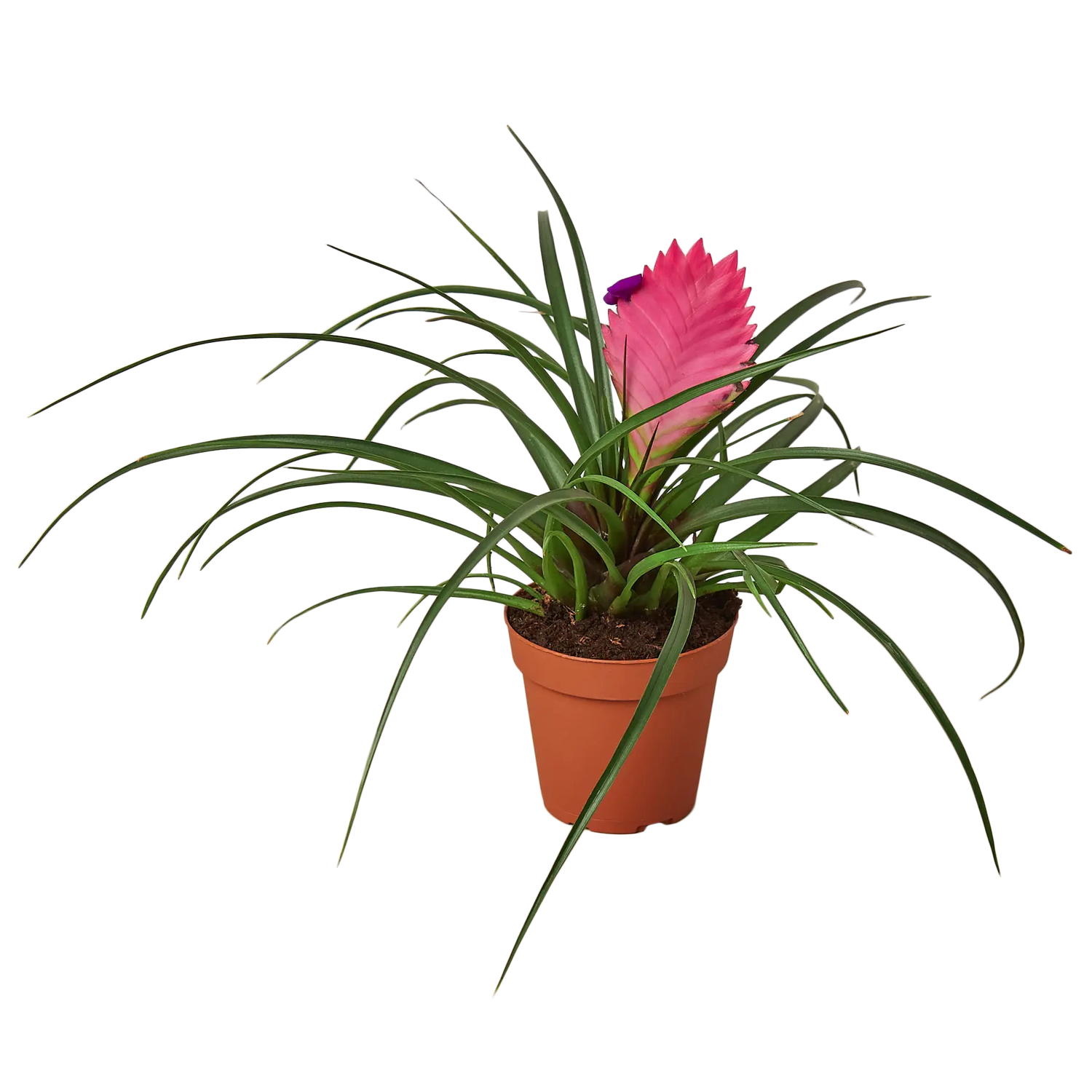 Bromeliad Cyanea Pink Quill - Hive Plants - Indoor & Outdoor Plants