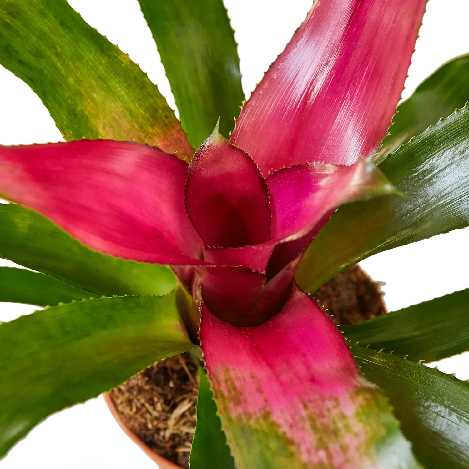 Bromeliad Donna - Hive Plants - Indoor & Outdoor Plants